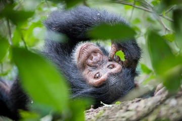 Schimpanse in uganda