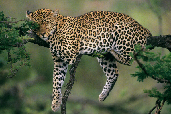 sa leopard