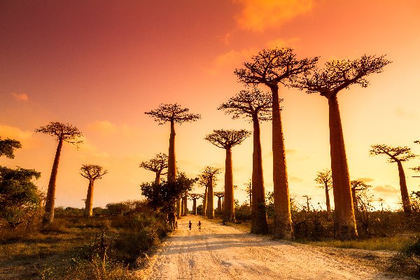 baobabs in Madagascar