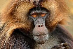 gelada baboon