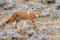 simien-nationalpark