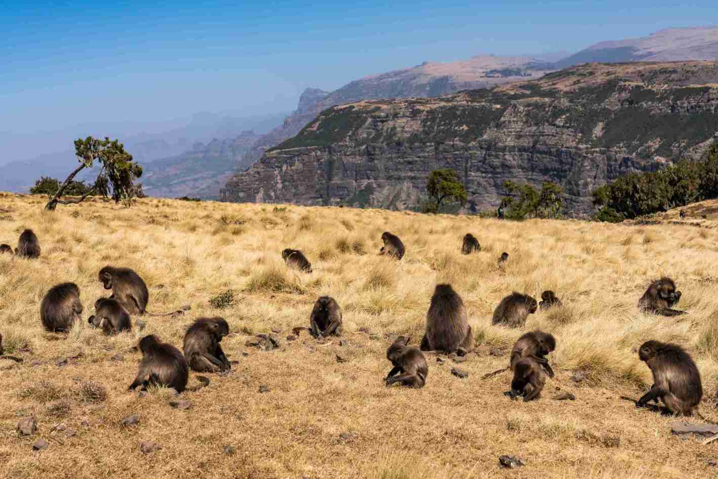 gelada baboon